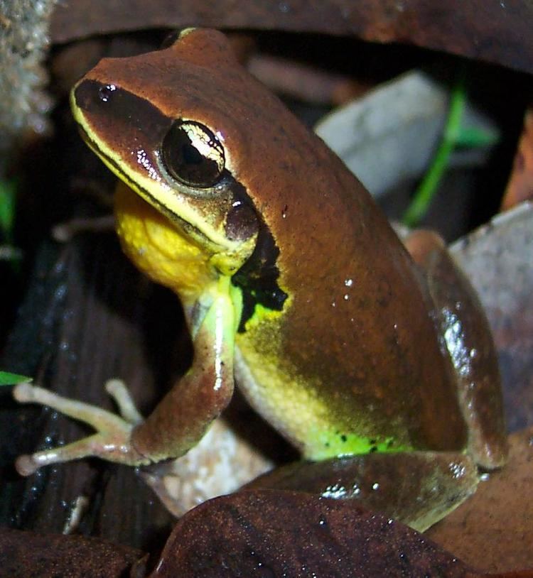 Green-thighed frog httpsuploadwikimediaorgwikipediacommons77
