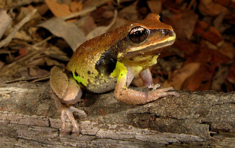 Green-thighed frog Greenthighed Frog Litoria brevipalmata The Greenthighe Flickr
