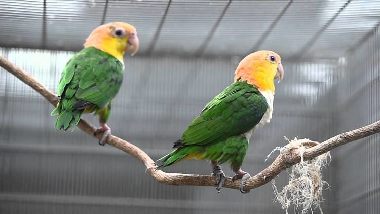 Green-thighed parrot Greenthighed parrot YouTube