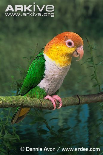 Green-thighed parrot cdn1arkiveorgmedia454566A68826F742F1BCACE
