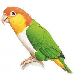 Green-thighed parrot Greenthighed Parrot Pionites leucogaster HBW Alive