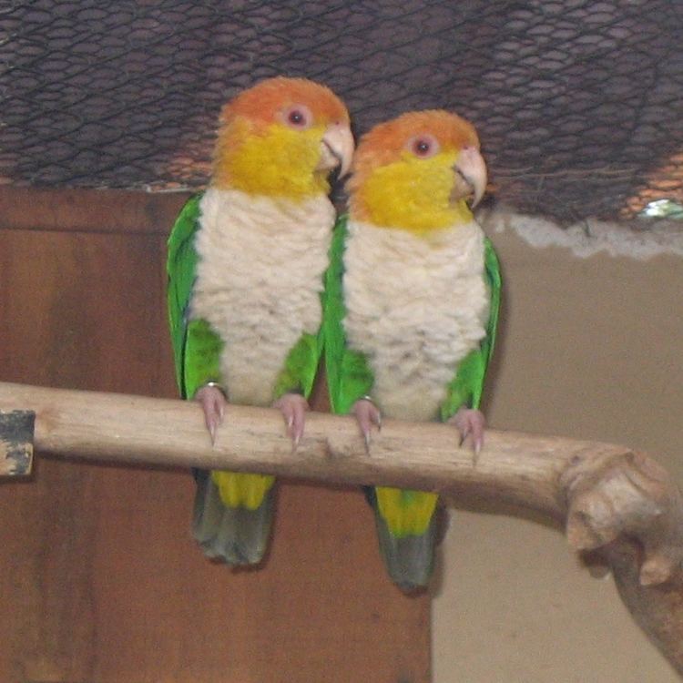 Green-thighed parrot Greenthighed parrot Wikipedia