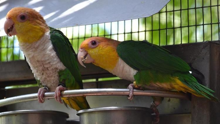 Green-thighed parrot Greenthighed Parrot Pionites leucogaster videos photos and sound
