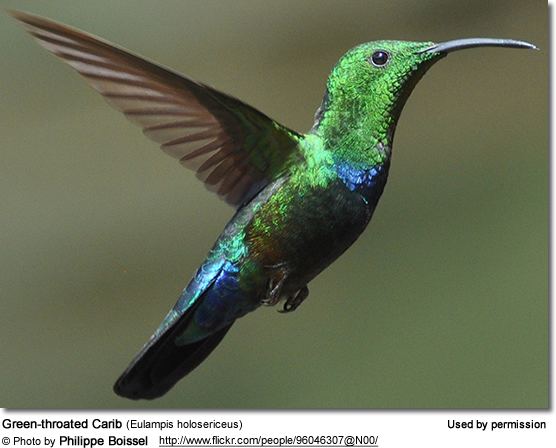 Green-throated carib Greenthroated Caribs Hummingbirds Eulampis holosericeus