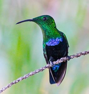 Green-throated carib Tom Kaestner Photography Photo Keywords Green Throated Hummingbird
