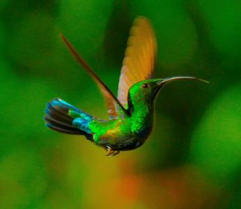 Green-throated carib Tom Kaestner Photography Photo Keywords Green Throated Hummingbird