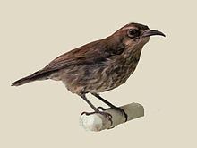 Green-throated sunbird httpsuploadwikimediaorgwikipediacommonsthu