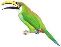 Green toucanet wwwhbwcomsitesdefaultfilesstyleslargeapub