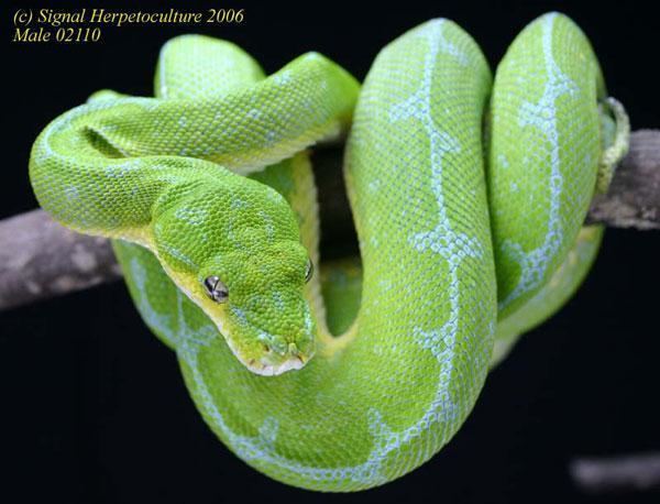 Green tree python rivistacdnreptilesmagazinecomimagescachecach