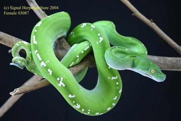 Green tree python Green Tree Python Care Sheet
