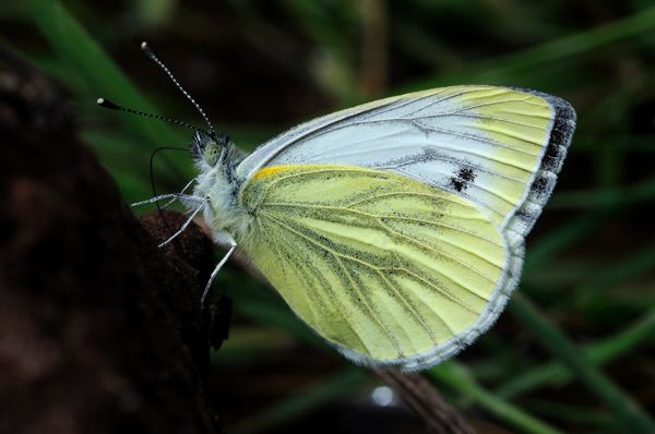 Green-veined white British Butterflies A Photographic Guide by Steven Cheshire
