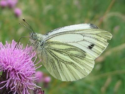 Green-veined white Irish Butterflies Greenveined White