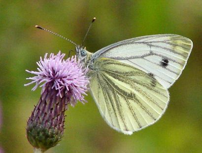 Green-veined white Butterflies of Scotland Greenveined White
