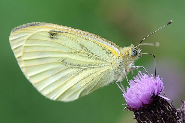 Green-veined white httpswwwbritishbutterfliescoukcomponentspl