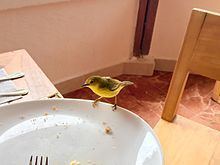 Green warbler-finch httpsuploadwikimediaorgwikipediacommonsthu