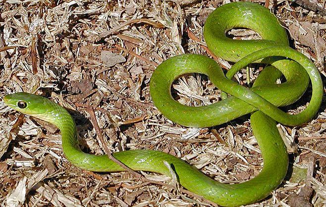 Green water snake Philothamnus hoplogaster Green water snake