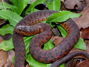 Green water snake Species Profile Green Watersnake Nerodia floridana SREL Herpetology