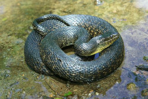 Green water snake Herps of Arkansas Mississippi Green Watersnake Nerodia cyclopion