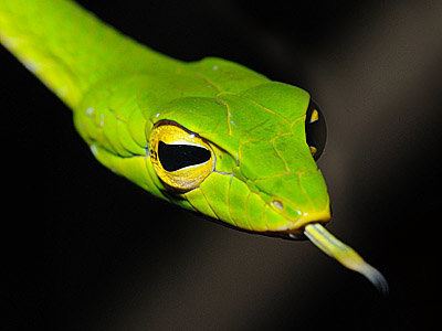 Green whip snake Bigeye Green Whip Snake Ahaetulla mycterizans