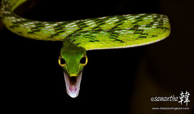 Green whip snake Malayan Bigeyed Green Whip Snake The Bonding Tool