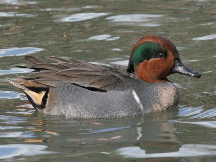 Green-winged teal Greenwinged Teal quotAnas creccaquot Boreal Songbird Initiative