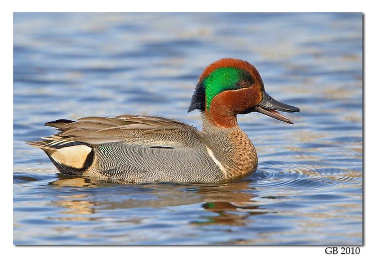 Green-winged teal GREENWINGED TEAL