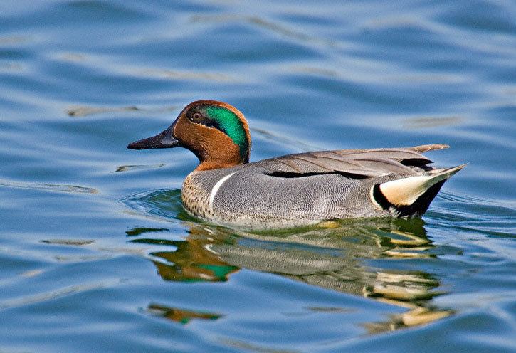 Green-winged teal Greenwinged Teal Anas crecca