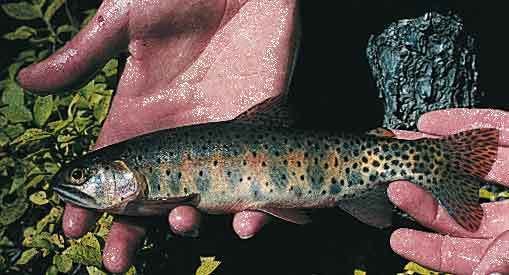 Greenback cutthroat trout Greenback cutthroat trout Wikipedia