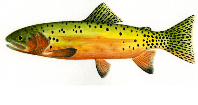 Greenback cutthroat trout flylifemagazinecomwpcontentuploads201401Scr