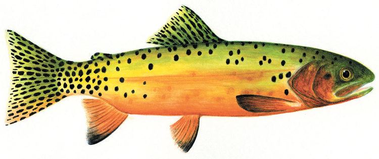 Greenback cutthroat trout The Natural World The Greenback Cutthroat Colorado Central Magazine
