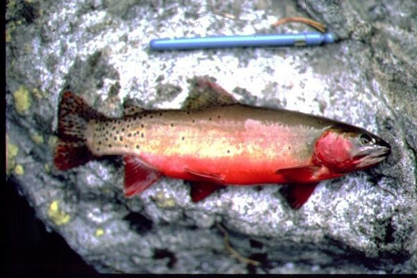 Greenback cutthroat trout Pure greenback cutthroat trout confirmed in remote Colorado stream