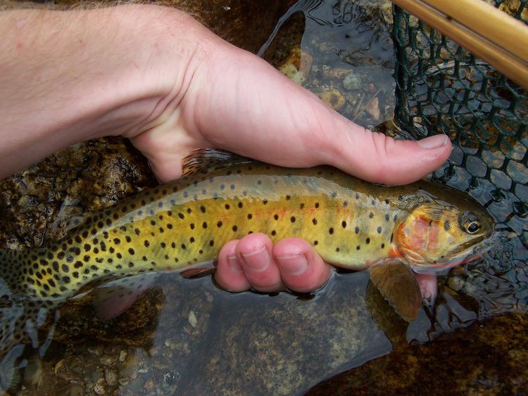 Greenback cutthroat trout Native Trout Fly Fishing Greenback Cutthroat Trout