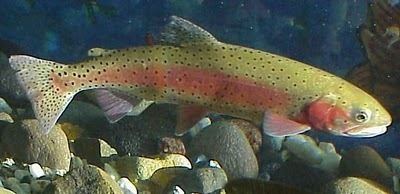 Greenback cutthroat trout Greenbacked Cutthroat Trout Bear Creek Colorado Springs Colorado