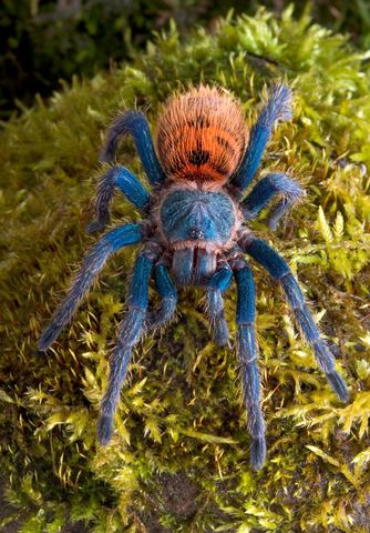 Greenbottle blue tarantula Green Bottle Blue Tarantula Care Sheet Tarantula Guide