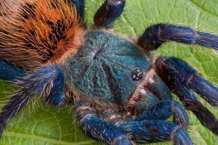 Greenbottle blue tarantula Green Bottle Blue Tarantulas Chromatopelma cyaneopubescens