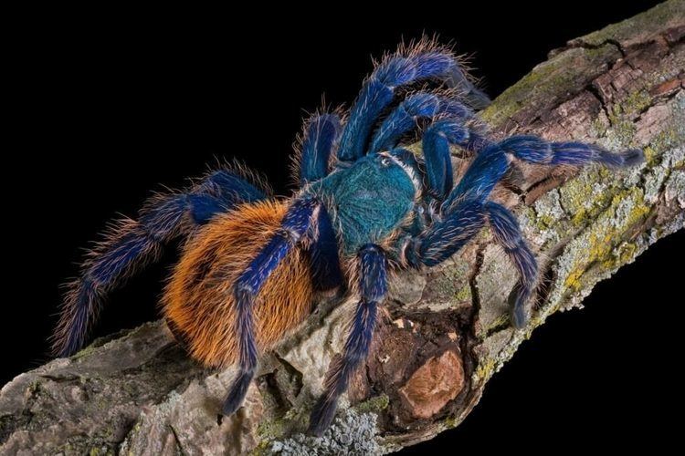 Greenbottle blue tarantula Green Bottle Blue Tarantulas Chromatopelma cyaneopubescens