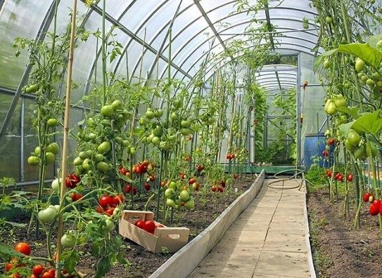 Greenhouse 5 Considerations for YearRound Greenhouse Growing Organic