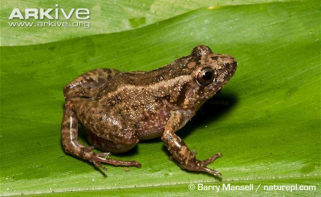 Greenhouse frog Greenhouse frog videos photos and facts Eleutherodactylus