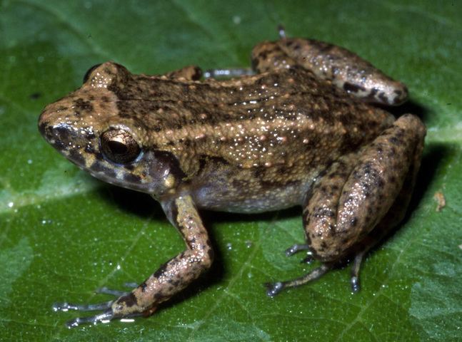 Greenhouse frog ADW Eleutherodactylus planirostris INFORMATION