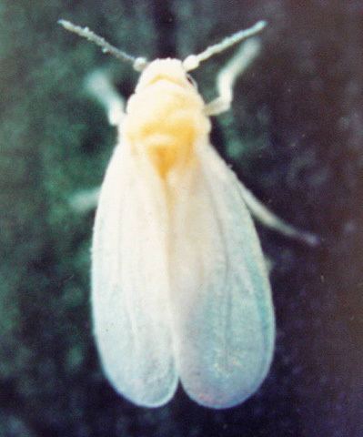 Greenhouse whitefly Emergence of Greenhouse Whitefly Trialeurodes vaporariorum