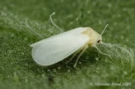Greenhouse whitefly Greenhouse whitefly Trialeurodes vaporariorum Biological