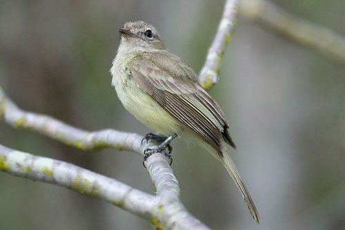 Greenish elaenia Mangoverde World Bird Guide Photo Page Greenish Elaenia Myiopagis