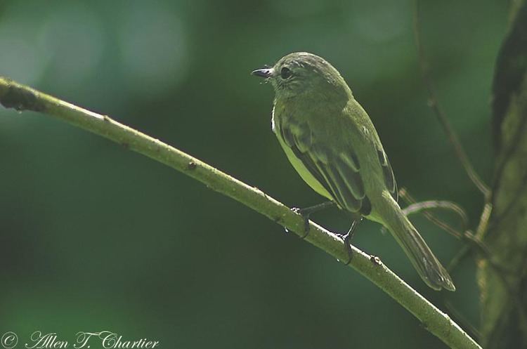 Greenish elaenia Greenish Elaenia