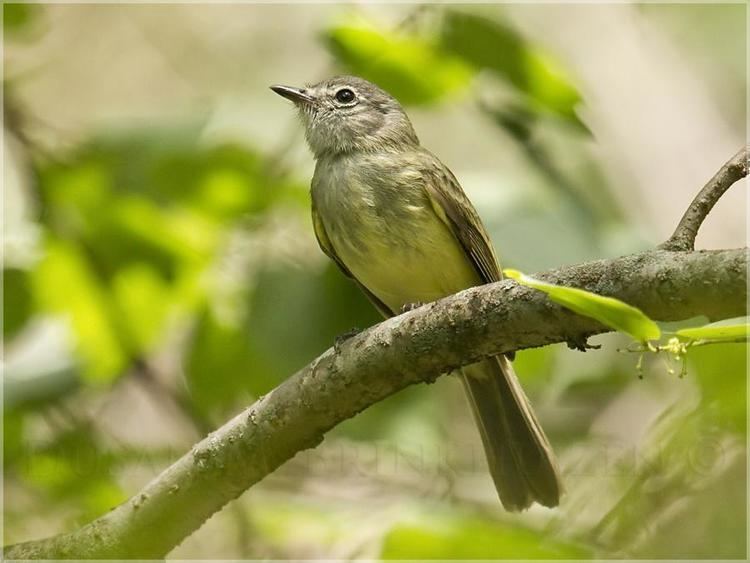 Greenish elaenia Greenish Elaenia Myiopagis viridicata videos photos and sound