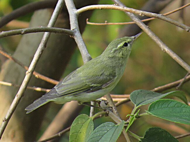 Greenish warbler Field Identification of Green and Greenish Warblers Bird Count India