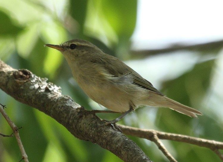 Greenish warbler Field Identification of Green and Greenish Warblers Bird Count India