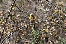 Greenish yellow finch httpsuploadwikimediaorgwikipediacommonsthu
