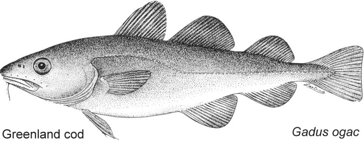Greenland cod Molecular Systematics of codfish