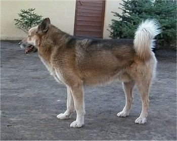 Greenland Dog Greenland Dog Breed Information and Pictures