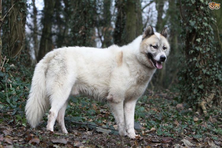 Greenland Dog Greenland Dog Dog Breed Information Facts Photos Care Pets4Homes
